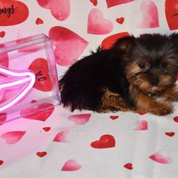 Lola - Black and tan Yorkshire Terrier puppy in Maple Heights, Ohio from Yorkiesllc