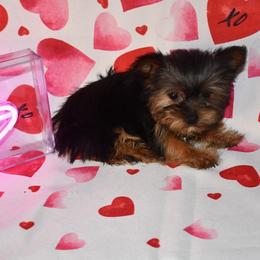 Lola - Black and tan Yorkshire Terrier puppy in Maple Heights, Ohio from Yorkiesllc