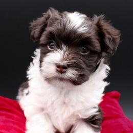 Cha Cha - Chocolate female Havanese puppy in Hendersonville, North Carolina from Grayfinn House