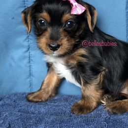 Yorkshire Terrier Puppies from Belle's Yorkie Babies