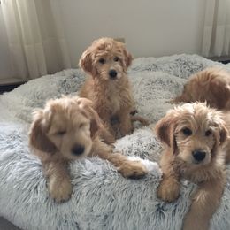 Goldendoodle Puppies from CharLia's Holistic English Cream Golden Retrievers & Doodles