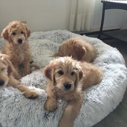 Goldendoodle Puppies from CharLia's Holistic English Cream Golden Retrievers & Doodles