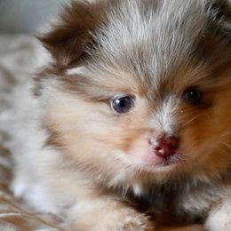 Boy 1 - Chocolate merle male Pomeranian puppy in Jamestown, California from Park Avenue Poms