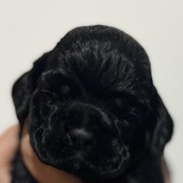 Cocker Spaniel Puppies from Belive in Dreams Cockers