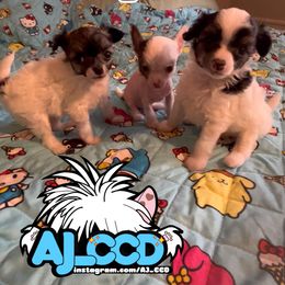 Robin - Black white and tan male Chinese Crested puppy in San Francisco, California from Aj_CCD