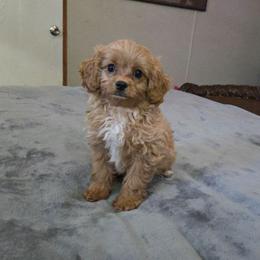 Willy - Apricot male Cavapoo puppy in Copan, Oklahoma from Tatums cavapoos