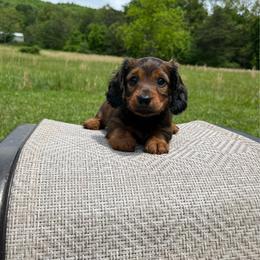 Oliver - Red male Dachshund puppy in Milroy, Pennsylvania from Not Your Average Weiner