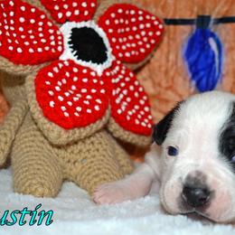 Dustin - male Alapaha Blue Blood Bulldog puppy in Walbridge, Ohio from United Alapaha Bulldogs