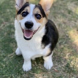Pembroke Welsh Corgi All Grown Up from G.G.'s Corgis
