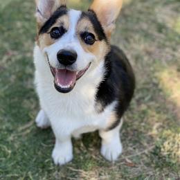 Pembroke Welsh Corgi All Grown Up from G.G.'s Corgis