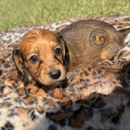 Male 6 - Red male Dachshund puppy in Carthage, Texas from Rafter C Ranch Doxies