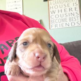 Ee chocolate based cream possible clear cream - Cream female Dachshund puppy in Swanton, Ohio from Mighty But Mini Dachshunds