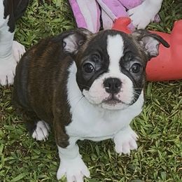 Dos - Brindle male Companion Cross puppy in Georgia from KD’s K9 Oasis