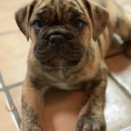 Olde English Bulldogge Puppies from Gods Of Olympus Bulldogges