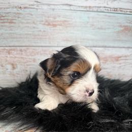 Bo - Parti male Yorkshire Terrier puppy in Tulsa, Oklahoma from Conns Cuddly Canines