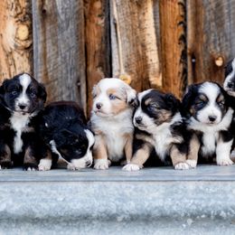 Miniature Australian Shepherds from Sun Dog Mini Aussies