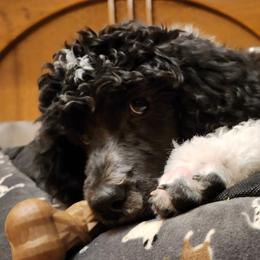 Poodles from Lucy's Standards
