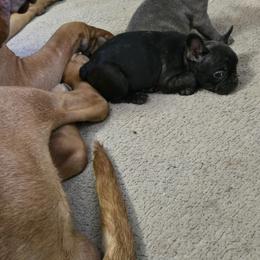 Cleo - Blue female French Bulldog puppy in Belvidere, Nebraska from Amore Kennel