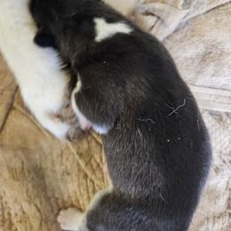 Raven - Black and white Siberian Husky puppy in Sharon, Tennessee from Apple Oak Castle Siberians