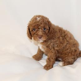 Bernedoodle, Cavapoo, and Poodle Puppies from Liberty Farms Puppies