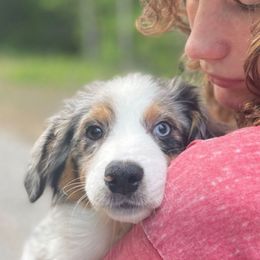 Willow - Blue merle female Miniature Australian Shepherd puppy in Somerset, Kentucky from Natural Life Ranch