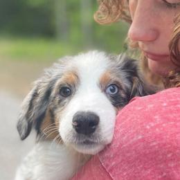 Willow - Blue merle female Miniature Australian Shepherd puppy in Somerset, Kentucky from Natural Life Ranch