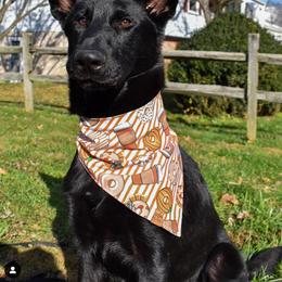 German Shepherd Puppies from North Mountain Kennels