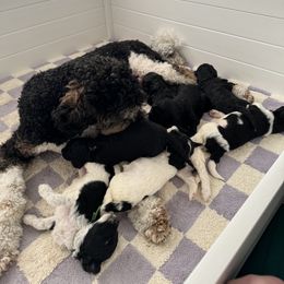 Goldendoodle Puppies from Summer Sun Doodles