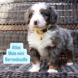 Atlas - Merle male Bernedoodle puppy in Port Orange, Florida from Royal doodles of Florida