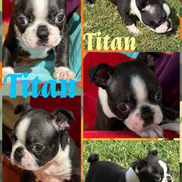 Titan - Red male Boston Terrier puppy in Brazos Point, Texas from TX Southern Belle Boston Terriers