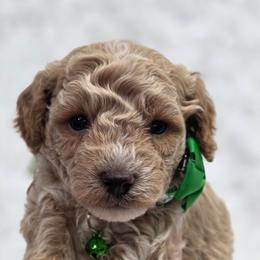 Fred - Red  male Goldendoodle puppy in Vernon, Texas from Sugarland's Texas Goldendoodles