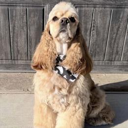 Lola - Cocker Spaniel