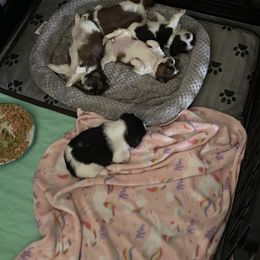Shorkie Puppies from Strong Puppies