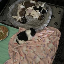 Shorkie Puppies from Strong Puppies