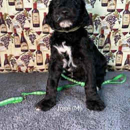 Jose' - Black male Goldendoodle puppy in Water Valley, Mississippi from Olympian Doodles