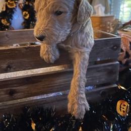 Goldendoodle Puppies from Da Ruba Doodles