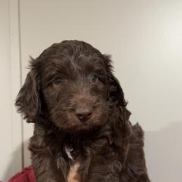 Puppy Orange - Chocolate female Australian Labradoodle puppy in Oxford, Mississippi from Stony Brook Australian Labradoodles