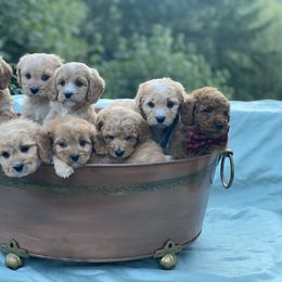 Cavapoo, Maltipoo, and Poodle Puppies from My Sweet Poodles and Doodles
