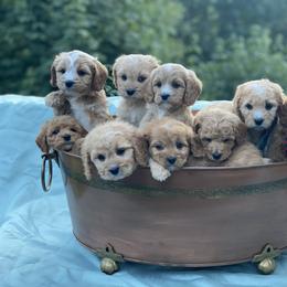 Cavapoo, Maltipoo, and Poodle Puppies from My Sweet Poodles and Doodles