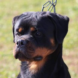 Bajhi - Rottweiler