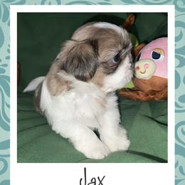 Shih Tzu Puppies from Lavender Lane Tzus