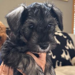 Charlie - Black and silver male Miniature Schnauzer puppy in Akeley, Minnesota from Great Northern Schnauzers