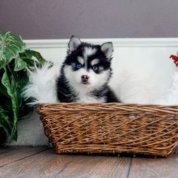 Pomsky Puppies from Arctic Star Pomskies