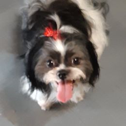 Willow - Shih Tzu