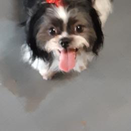 Willow - Shih Tzu