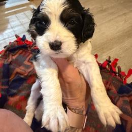 Miracle teal girl - Black and white female English Springer Spaniel puppy in Lufkin, Texas from Shifletknight Springer Spaniels