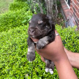 Blaze - Liver male Miniature Schnauzer puppy in San Antonio, Texas from Genesis Tiny Schnauzers