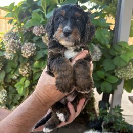 Brownie boy - Tri-color male Bernedoodle puppy in Springfield, Oregon from Noble Bernedoodles