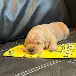 Yellow - Golden female Golden Retriever puppy in Lake City, Minnesota from Windcliff Goldens