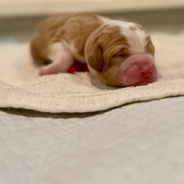 Gus Gus (Red Collar) - Red male Bernedoodle puppy in Stanwood, Washington from Butter Cup Pups and Paws